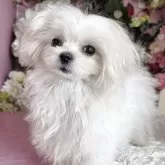 マルチーズ【大阪府・女の子・2025年8月3日・ホワイト】の写真1