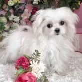 マルチーズ【大阪府・女の子・2025年8月3日・ホワイト】の写真2