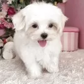 マルチーズ【大阪府・男の子・2025年8月3日・ホワイト】の写真3