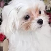 マルチーズ【大阪府・男の子・2025年7月5日・ホワイト】の写真3