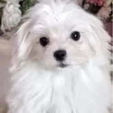 マルチーズ【大阪府・男の子・2025年7月5日・ホワイト】の写真4