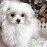 マルチーズ【大阪府・女の子・2025年8月3日・ホワイト】の写真4