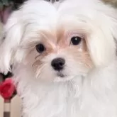 マルチーズ【大阪府・男の子・2025年7月5日・ホワイト】の写真4
