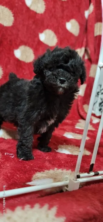 ID：2203-02997の子犬