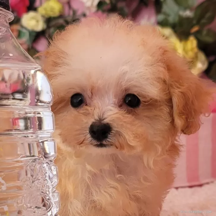 ID：2409-05882の子犬