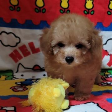 トイプードル(トイ)【大阪府・男の子・2022年5月27日・アプリコット】の写真「足短めの可愛い男の子」