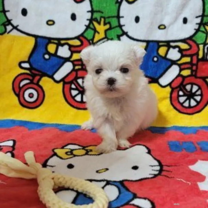 ID：2204-02163の子犬