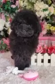 トイプードル(トイ)【大阪府・男の子・2023年11月28日・ブラック】の写真2