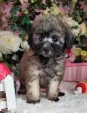 トイプードル(トイ)【大阪府・男の子・2023年11月22日・シルバーベージュ】の写真3