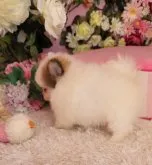 ポメラニアン【大阪府・男の子・2023年7月28日・パーティー】の写真3