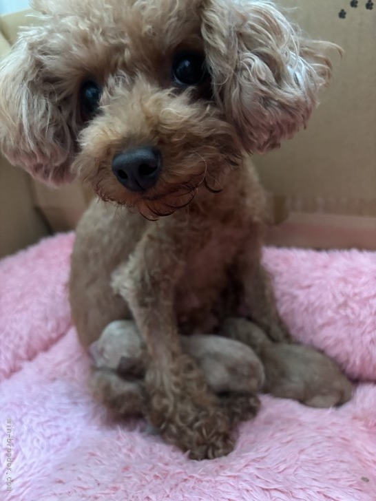 根津治代ブリーダーのブログ：プーちゃんbaby産まれました♡