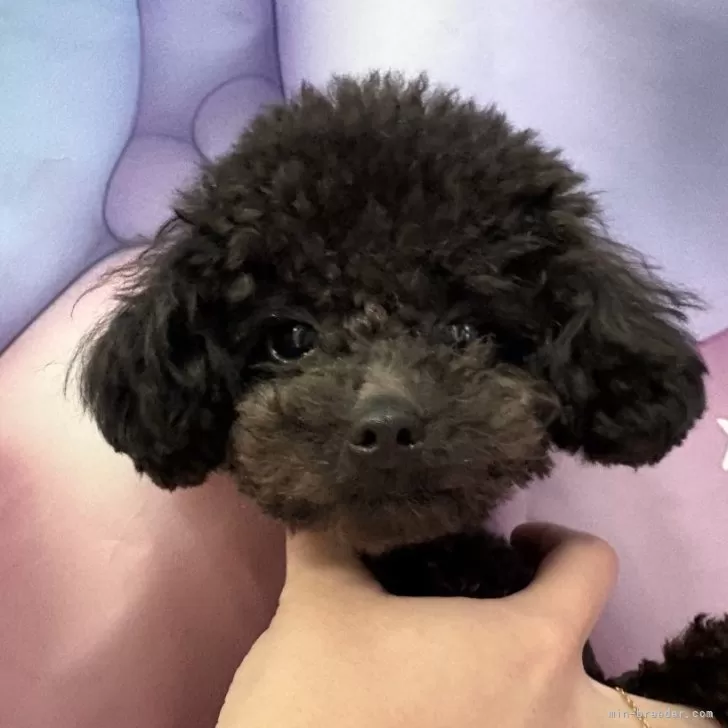 ID:2501-03581の子犬