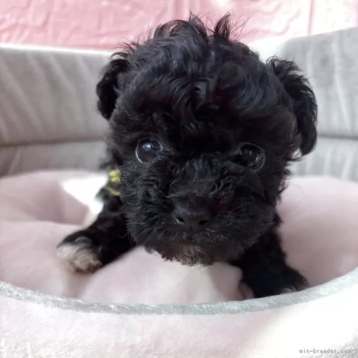 ティーカッププードル【神奈川県・女の子・2025年9月25日・ブラック】の写真1