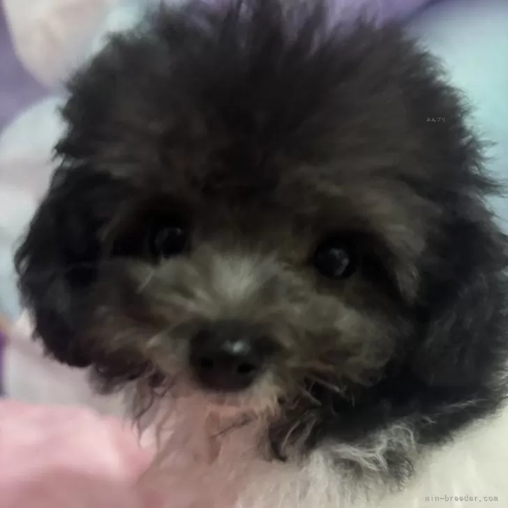 ID：2412-01374の子犬