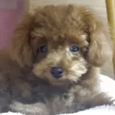 ティーカッププードル