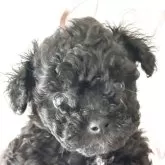 ティーカッププードル