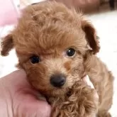 ティーカッププードル