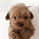 ティーカッププードル