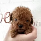 ティーカッププードル