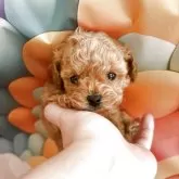 ティーカッププードル
