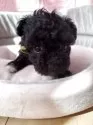 ティーカッププードル【神奈川県・女の子・2025年9月25日・ブラック】の写真2