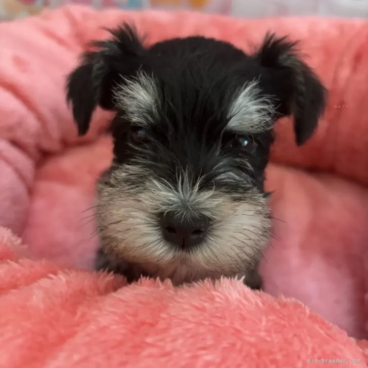 ID:2403-00898の子犬
