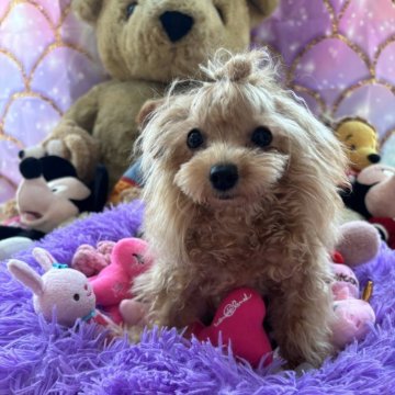 トイプードル(ティーカップ)【神奈川県・男の子・2023年8月17日・イエロー】の写真「サイズ確定♡CH直子♡極小プードル」