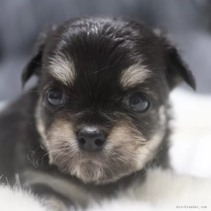 ID:2412-05583の子犬