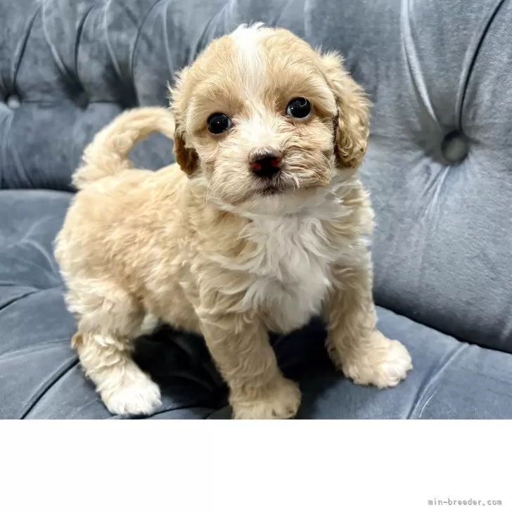 ID:2503-04558の子犬