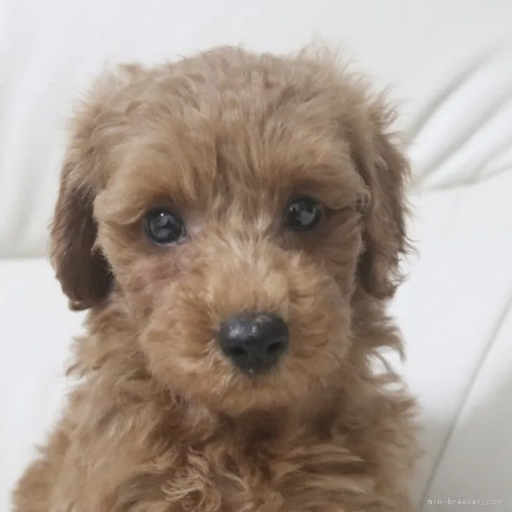 ID:2309-01322の子犬