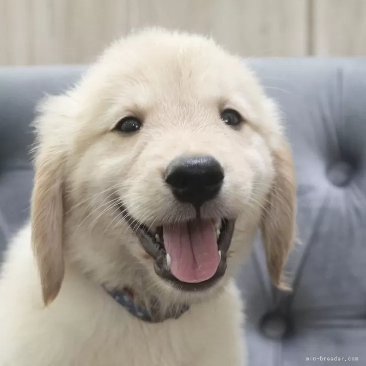 ID：2408-04552の子犬