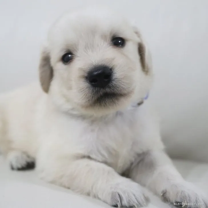 ID：2306-00670の子犬