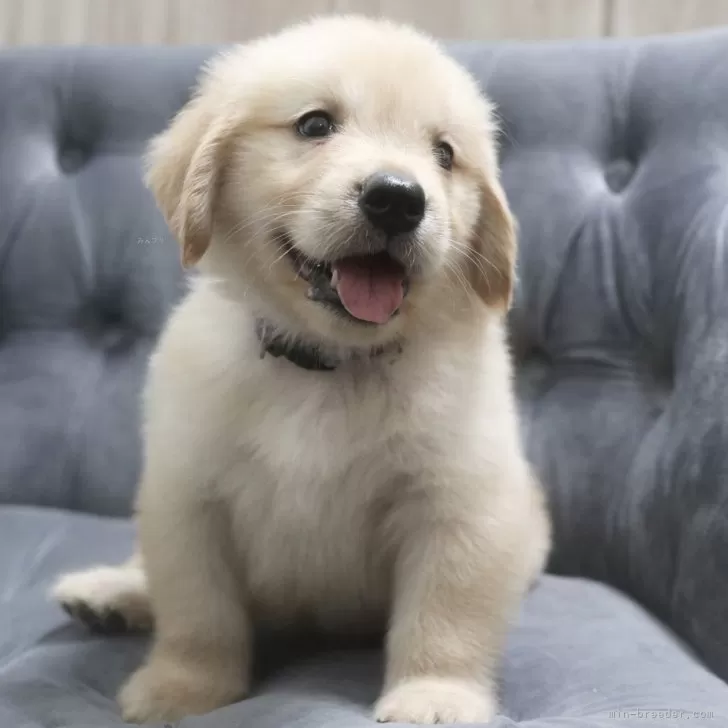 Chippy 様のお迎えした子犬