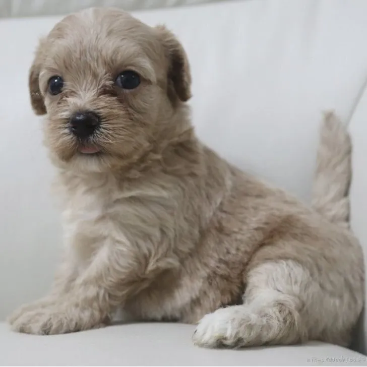 ID：2308-05842の子犬