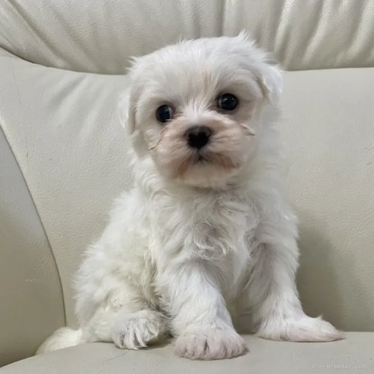 ID:2310-02473の子犬