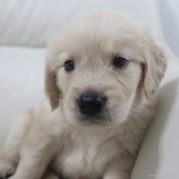 ID：2306-00665の子犬