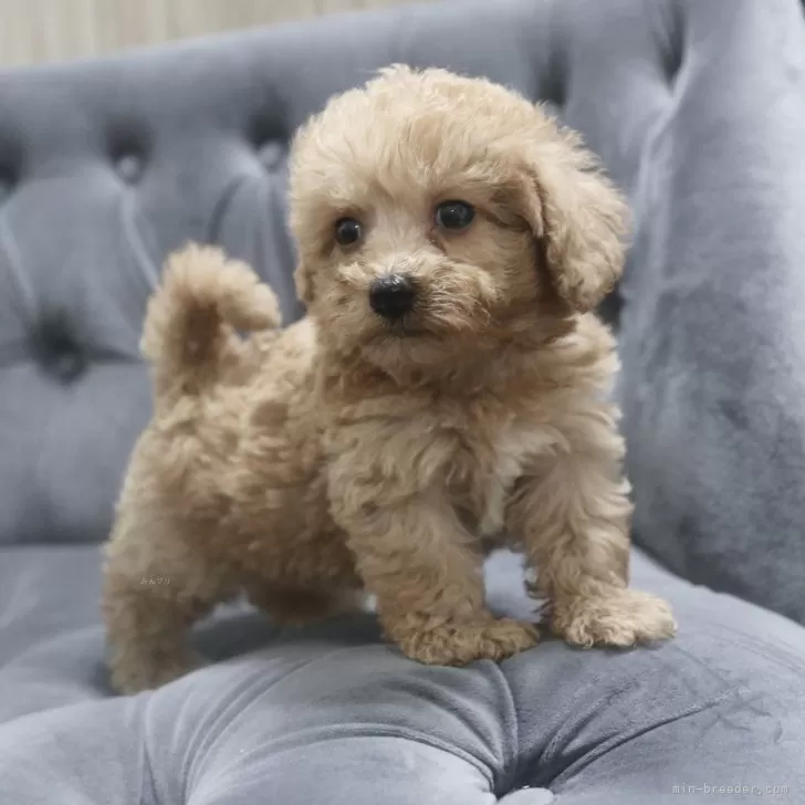 ID:2409-01130の子犬