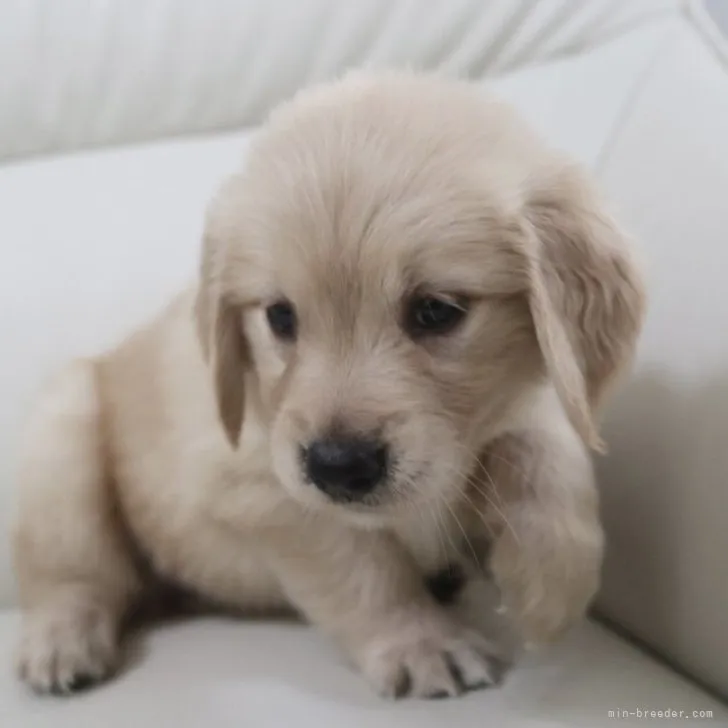 ID：2305-05612の子犬