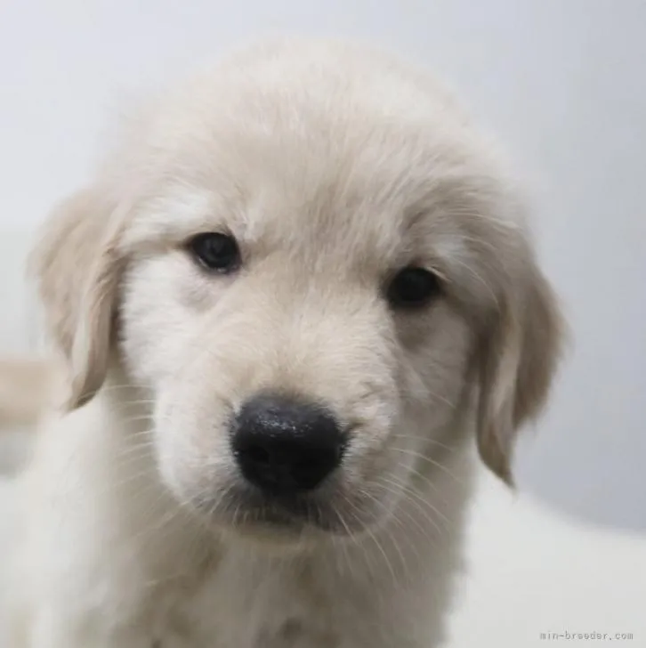 ID：2210-03095の子犬