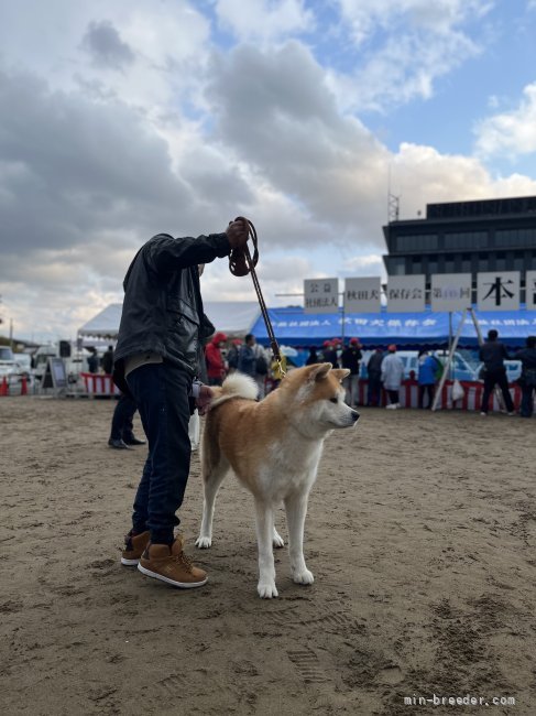 秋田犬【・男の子・2017年11月17日・赤毛】「令和4年 秋田県本部展」