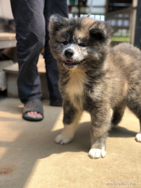 秋田犬 千葉県 女の子 19年5月15日 虎毛 可愛らしい長毛の女の子です みんなのブリーダー 子犬id 1907