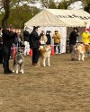 秋田犬【・男の子・2017年11月17日・赤毛】「令和4年　秋田県本部展」