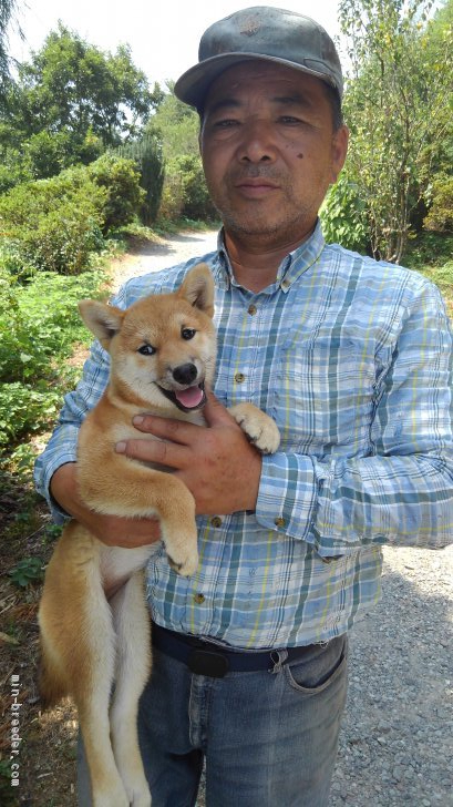 橋迫　國富(はしさこ　くにとみ)ブリーダー(大分県・柴犬・日本犬保存会登録)の紹介写真1