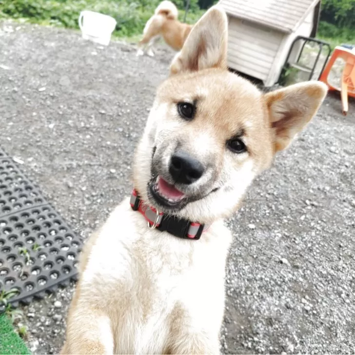 ID：2503-05526の子犬