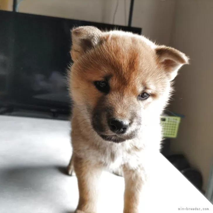 ID：2503-05492の子犬