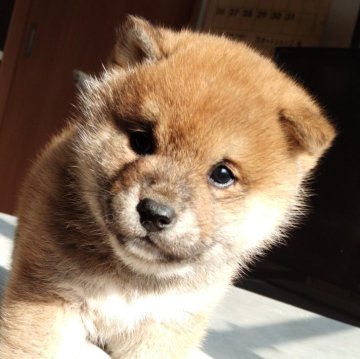 柴犬(標準サイズ)【大分県・男の子・2024年12月13日・あか】の写真「太っちょで元気な男の子」