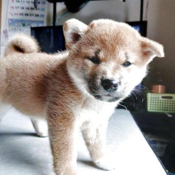 柴犬(標準サイズ)【大分県・女の子・2025年9月17日・赤】の写真「かわいい女の子」