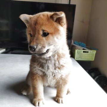 柴犬(標準サイズ)【大分県・女の子・2025年2月17日・赤】の写真「おとなしい性格の女の子」