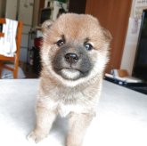 柴犬(標準サイズ)