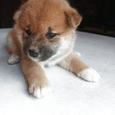 柴犬(標準サイズ)
